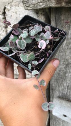 Sadnice - sobne biljke: Ceropegia Woodii variegata